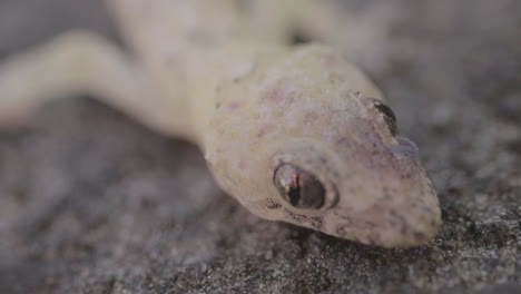 house gecko eyes closeup laying on a rock