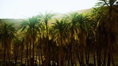 lush green palm trees amidst golden sand dunes under bright sunlight