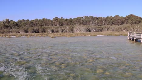 lake clifton thrombolites seen from the old wooden jetty panning right