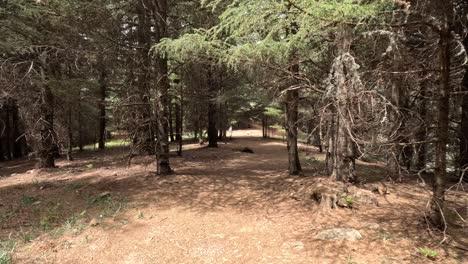 Beautiful-green-forest-on-a-sunny-day