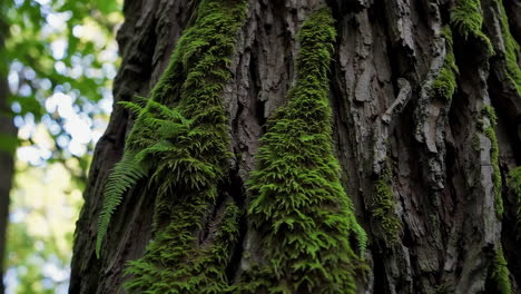 moss and ferns on tree bark in a forest