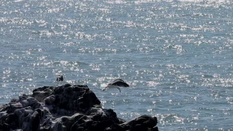 Möwe-Auf-Felsen-Mit-Blick-Auf-Den-Ozean