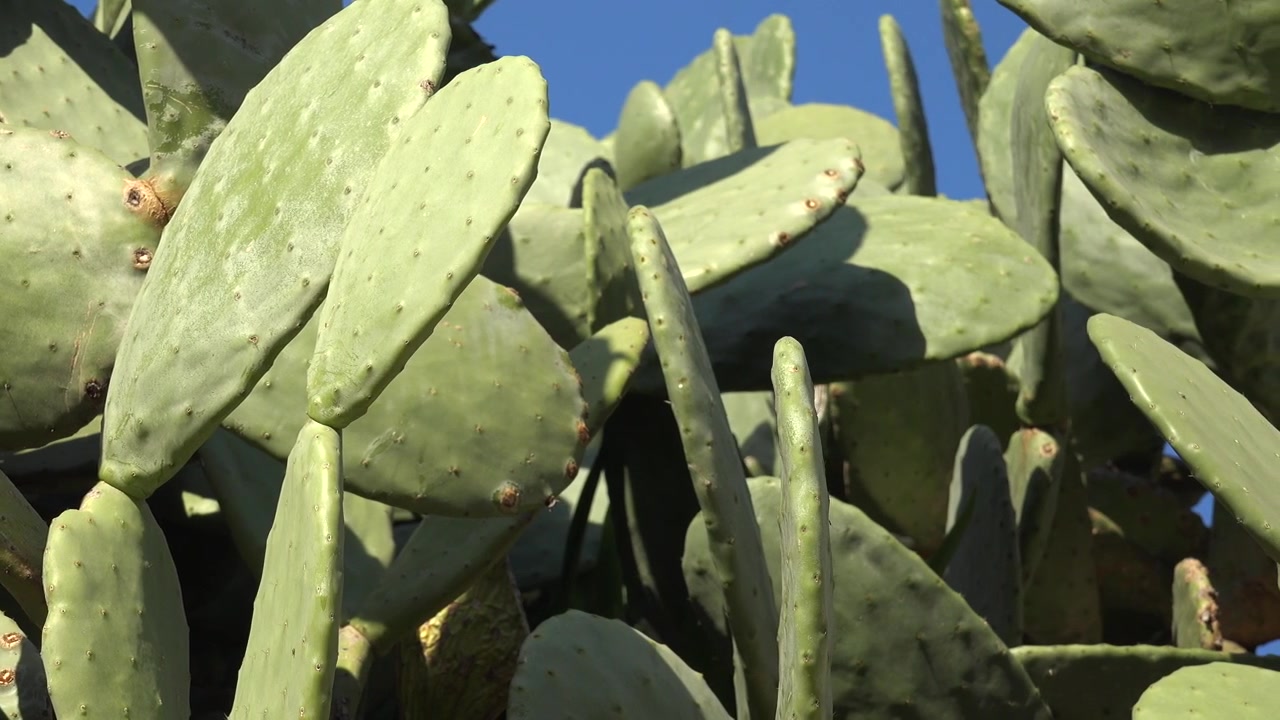 Primer plano de palas de nopal bajo la luz brillante del sol