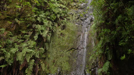waterfall madeira 25 fontes cascada da risco exotic tropical jungle