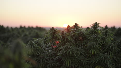 cannabis farm in south east colorado at sunrise