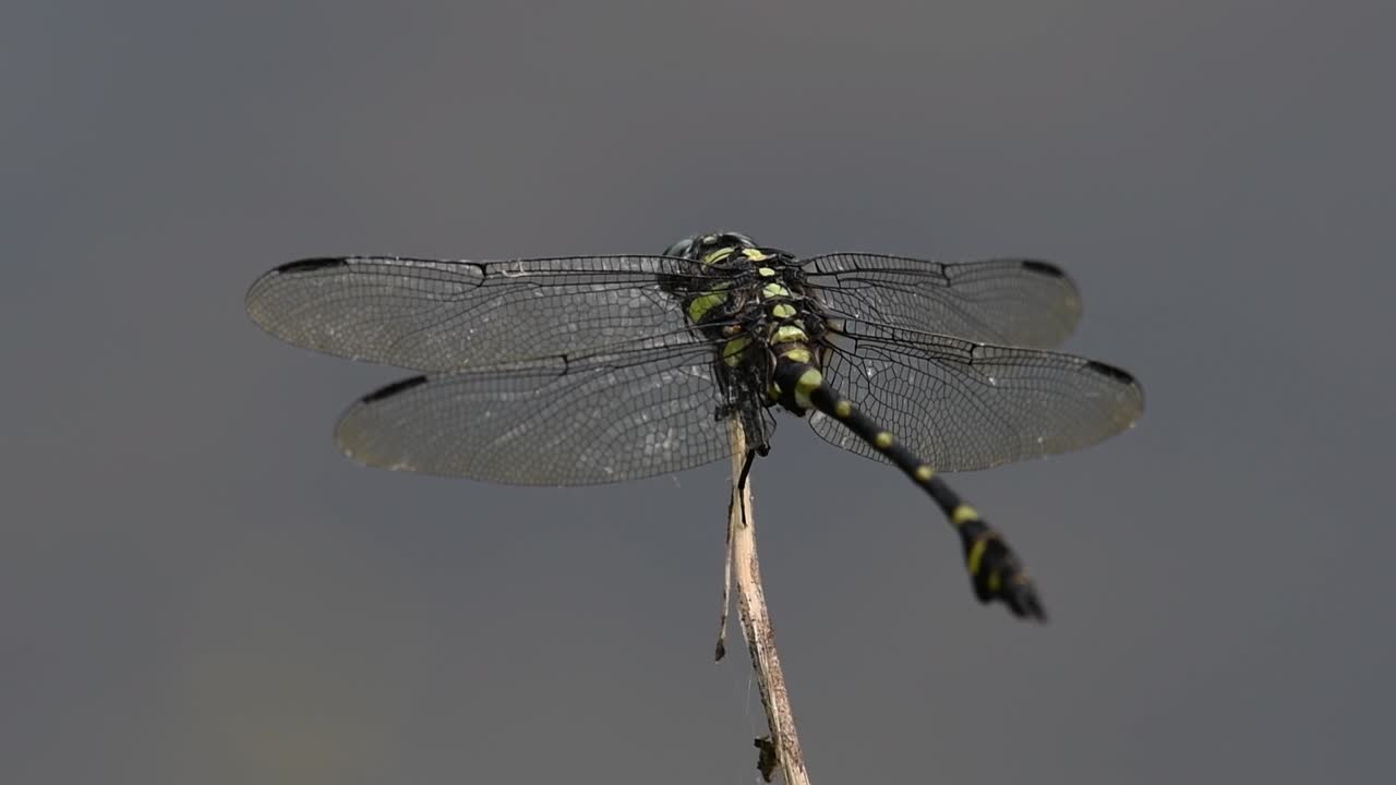 la libélula de cola de brida común se ve comúnmente en tailandia y asia
