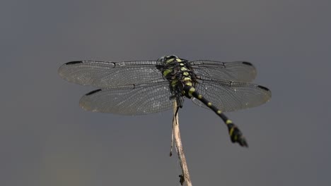 La-Libélula-De-Cola-De-Brida-Común-Se-Ve-Comúnmente-En-Tailandia-Y-Asia