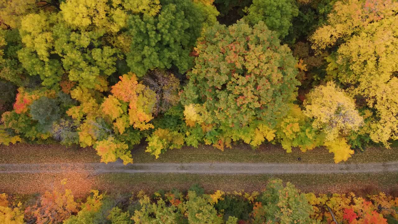 가을에 무성하고 다채로운 숲 한가운데 있는 도로의 공중 전망