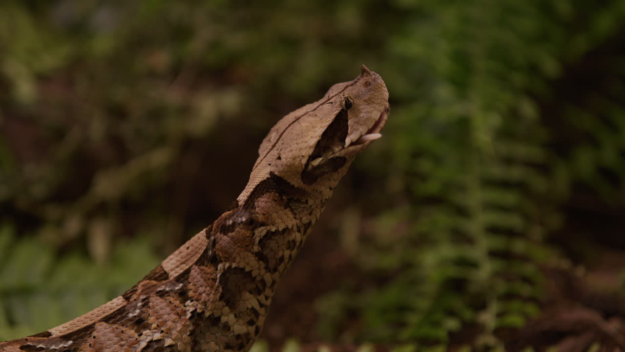 Gaboon viper snake finishes last bit of preys tail as he closes his mouth - side profile in forested area