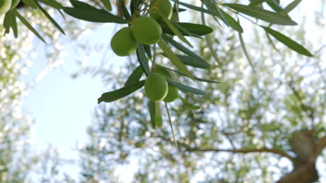 branch of olive tree with green fruit