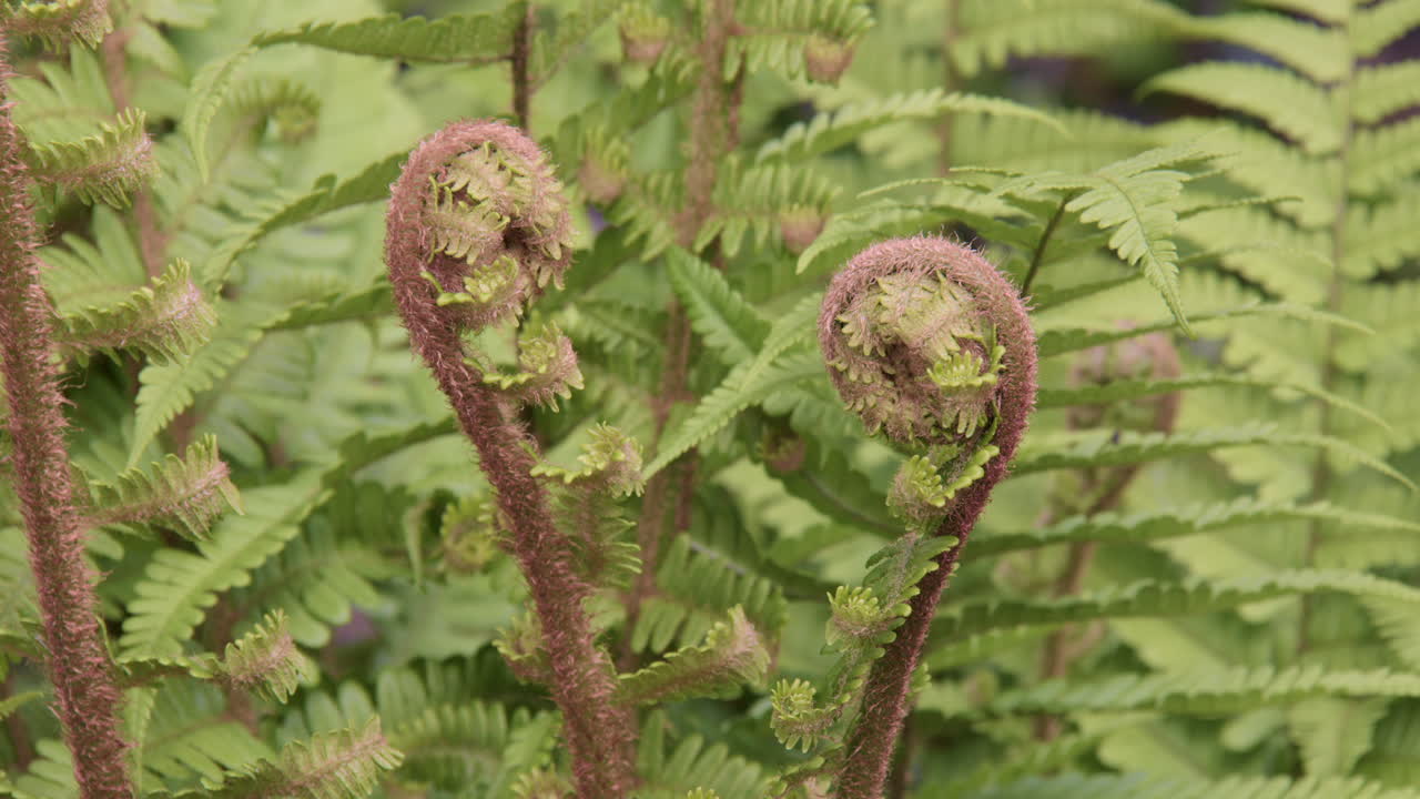 Close up Shot of 2 new ferns unfurling next to a stone wall at Cenarth bridge at Cenarth Falls