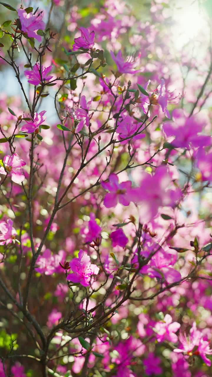 Pink blossoms sway gently in sunlight. Branches stretch toward a soft, glowing sky. Vibrant petals blur slightly, capturing motion. Nature's quiet beauty radiates serenity