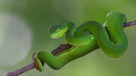 Mirando-A-La-Cámara-Con-La-Intención-De-Atacar,-Víbora-De-Labios-Blancos-Trimeresurus-Albolabris,-Tailandia