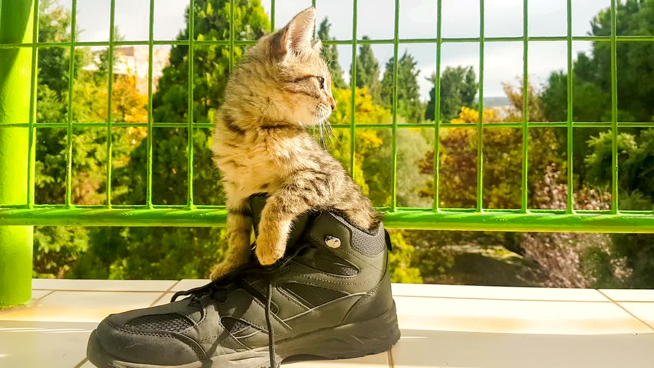 un gato bebé gracioso dentro de un zapato.