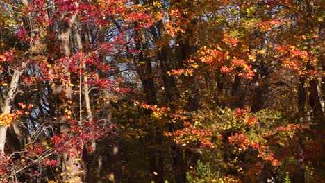 varias hojas que caen de los árboles en el bosque mientras el follaje otoñal colorea el fondo en este clip uhd