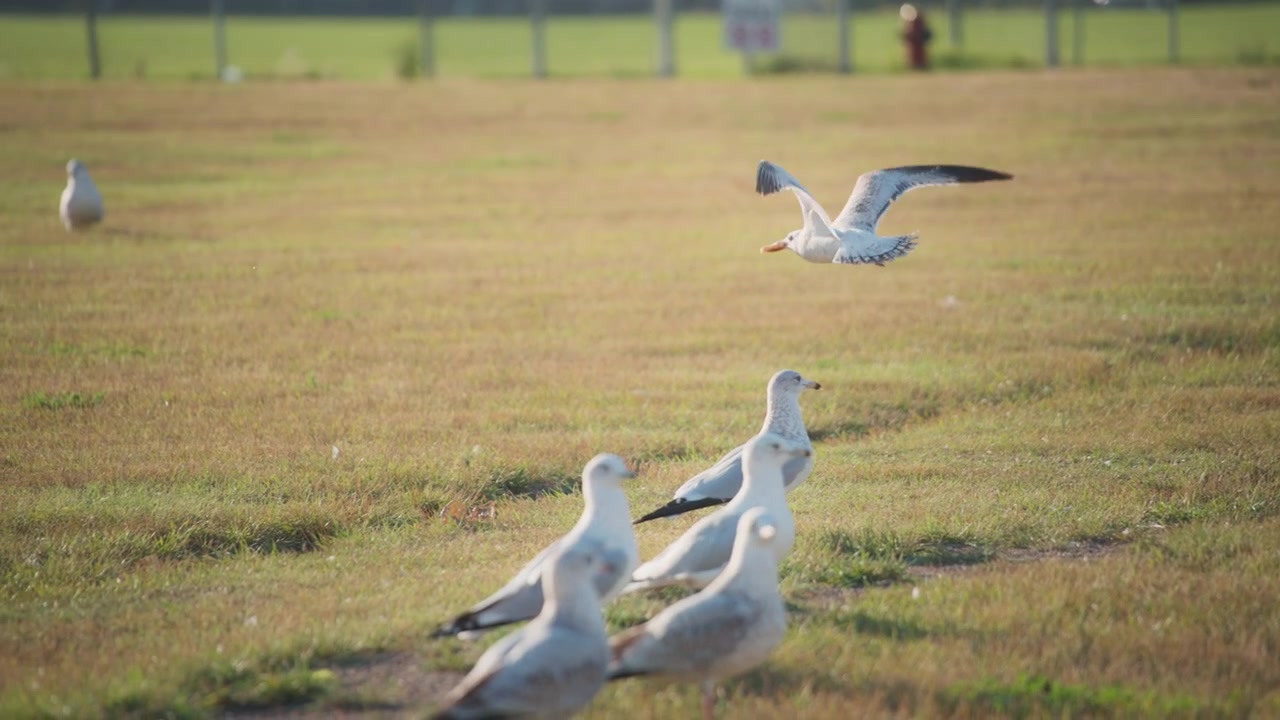 パンをくわえて飛ぶカモメ