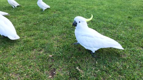 white cockatoos interacting on a grassy field