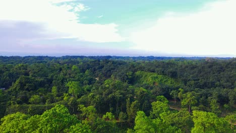 the ecological forest of khadimnagar boasts a pure oxygen ecosystem with lush trees reaching towards the sky