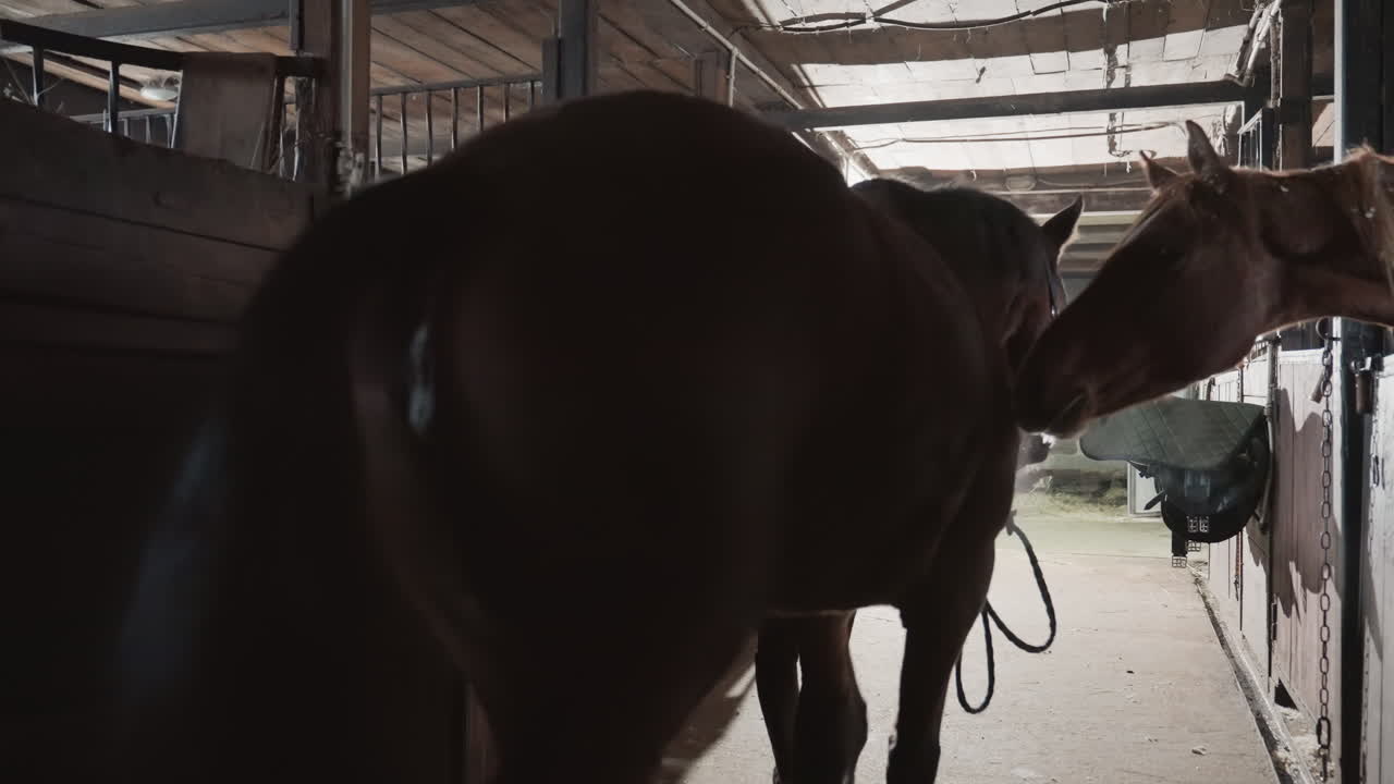 Cowboy groomer in dim barn aisle, leading horse through sunlit stable corridor with hands on bridle and reins, leather jacket and wide hat, dust motes glowing in warm backlit rays, slow steady steps