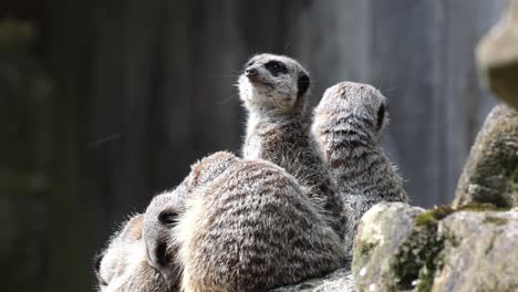 Portrait-of-alert-meerkats-looking-and-disappearing-in-all-directions