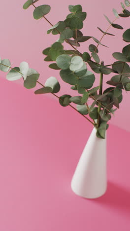 vertical video of twigs with green leaves in white vase with copy space on pink background
