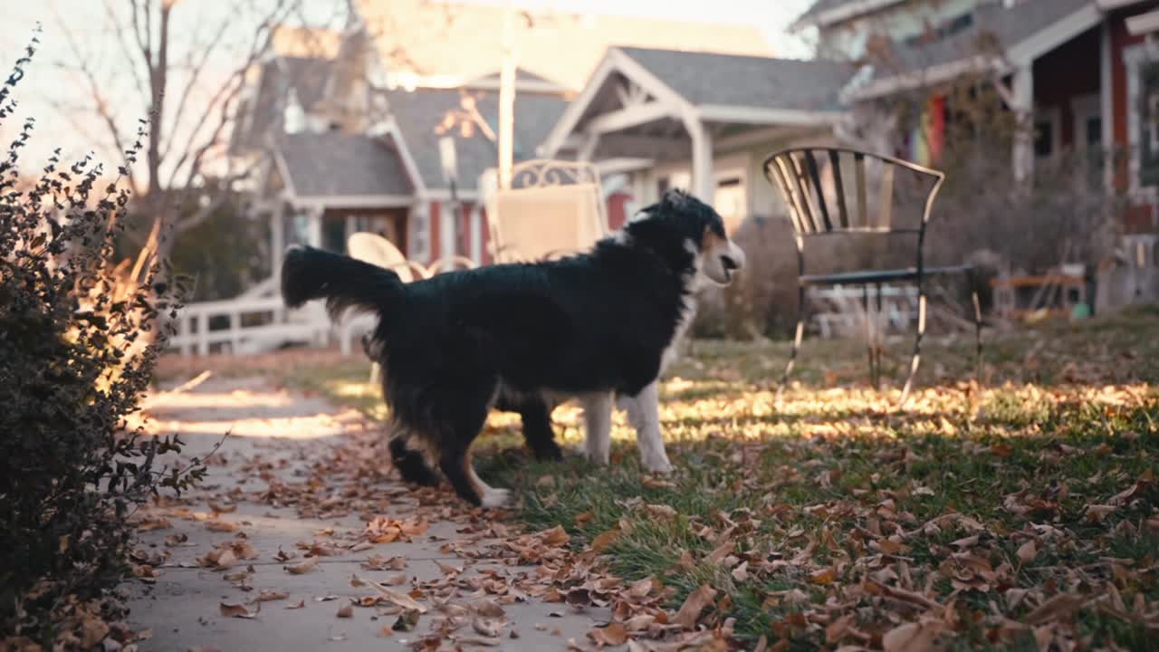 Border Collie and Black Labradoodle play in the autumn sunset.