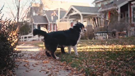 border collie and black labradoodle play in the autumn sunset.