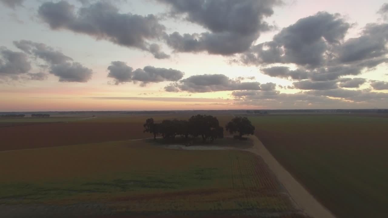 해가 뜰 때 남부 농장 한가운데에 있는 한 무리의 나무들