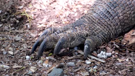 primer plano de grandes garras afiladas de dragón de komodo y piel blindada escamosa, reptil en estado salvaje, parque nacional de komodo, indonesia