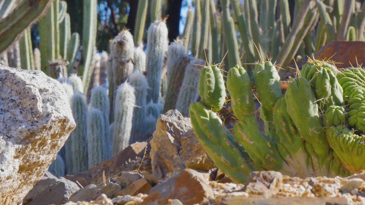 Cactus plants on the ground