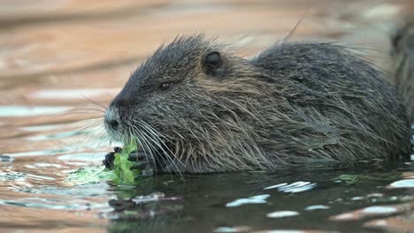 cute nutria eats green leaves