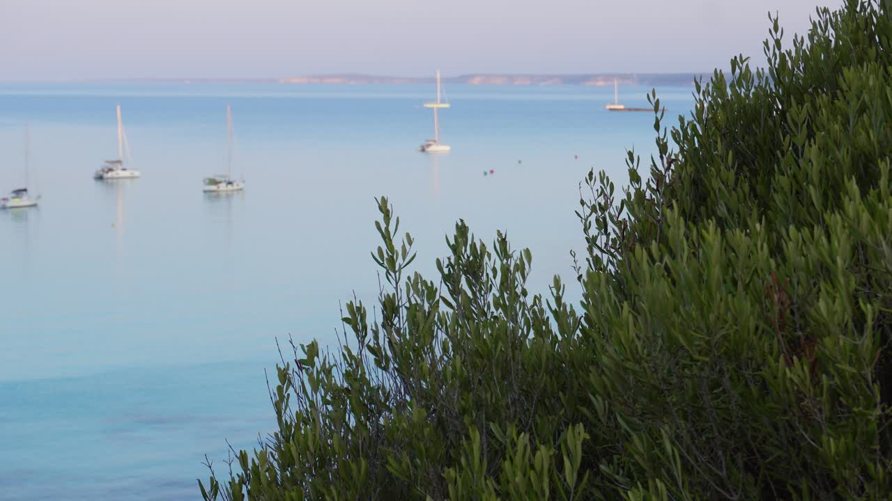 전경에 야생 올리브 나무 가지가 있는 아침 바다 위의 관광 범선의 조용한 전망
