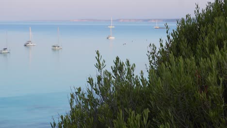 Vista-Tranquila-De-Veleros-Turísticos-En-El-Mar-Por-La-Mañana-Con-Las-Ramas-De-Un-Olivo-Silvestre-En-Primer-Plano