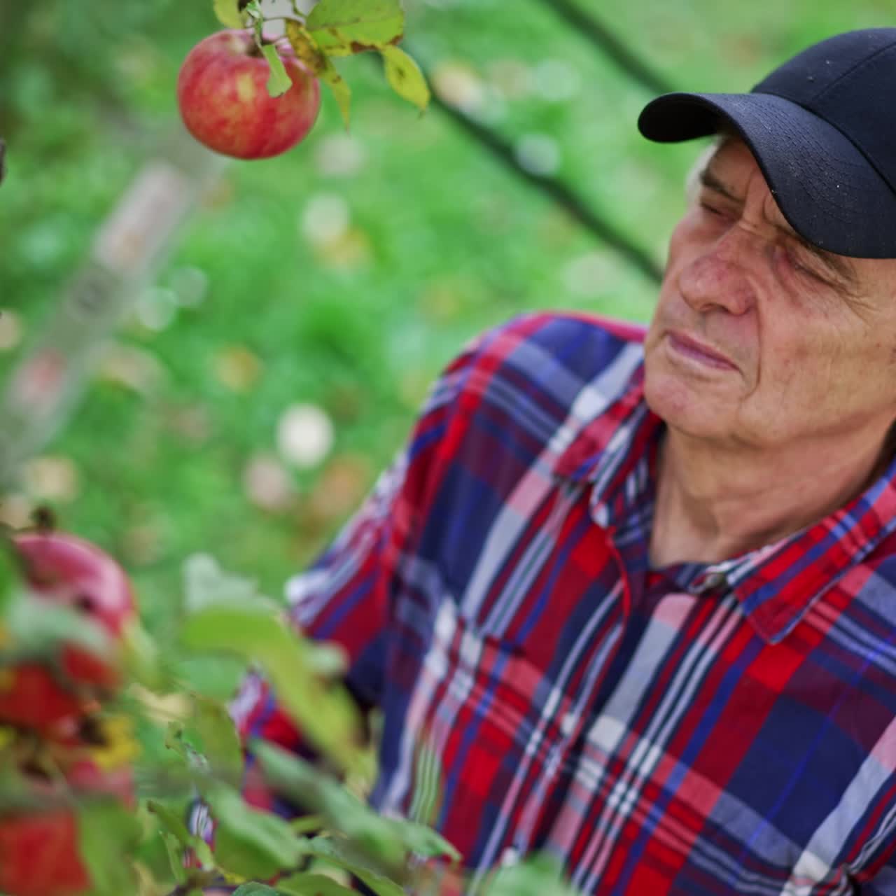 Man in black cap and bright shirt stand near the tree picking apples. Farmer working in his garden gathering harvest of fruit. View from top