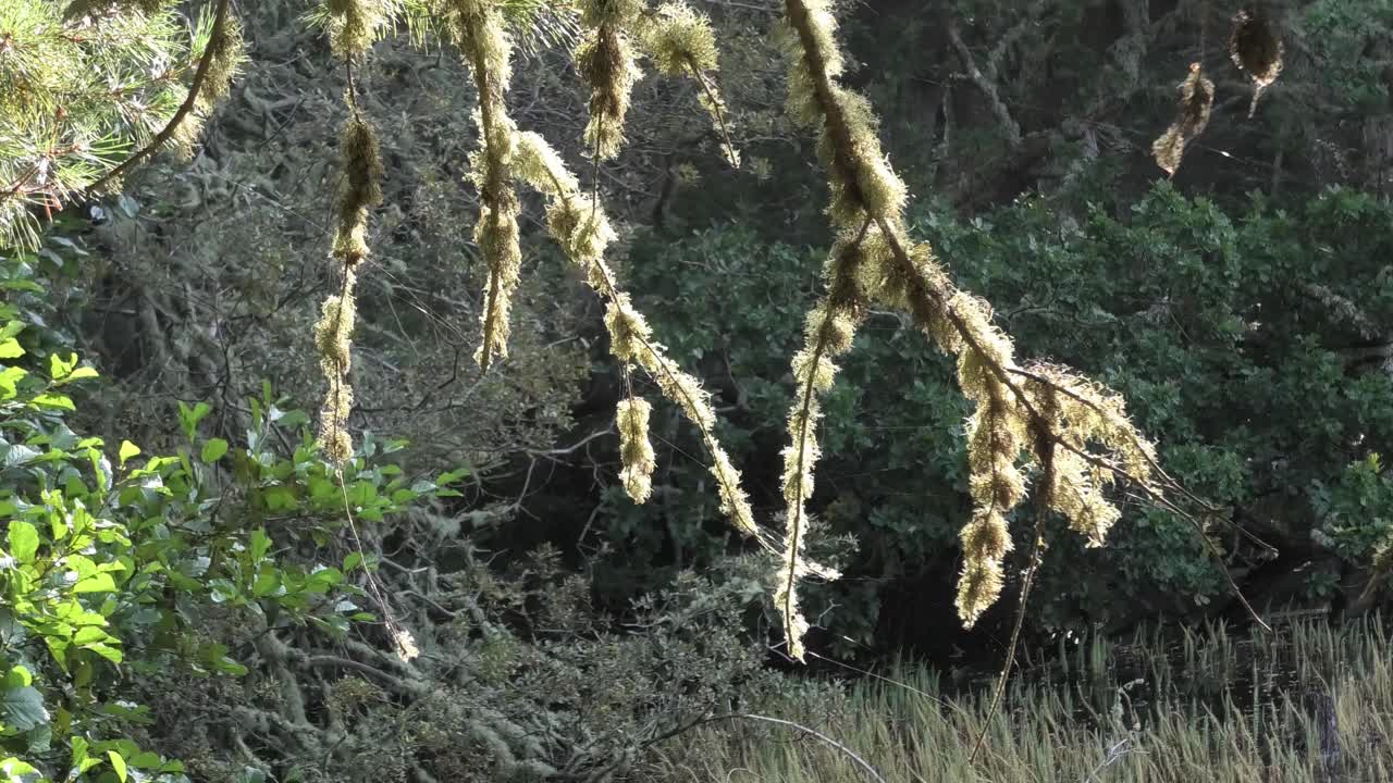 다시 조명 거미줄과 이끼 덮여 지점 - 가까이