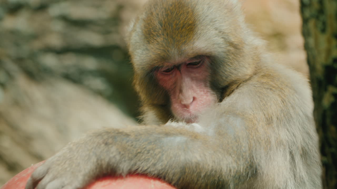 장난감을 가지고 있는 재미있는 일본 원숭이의 초상화