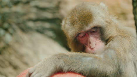 Portrait-Of-A-Funny-Japonés-Macaque-With-A-Toy