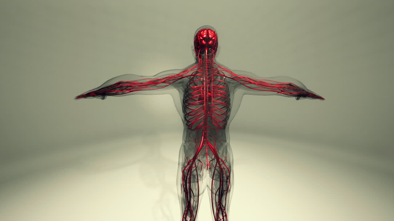 медицинская анимация сердца с сосудами и артериями