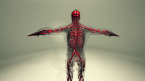 animación médicamente precisa del corazón con venas y arterias