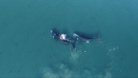 Ballenas-Francas-Australes-Avistadas-Jugando-En-Las-Aguas-Azul-Turquesa-Del-Mar-Patagónico-En-Un-Día-Soleado