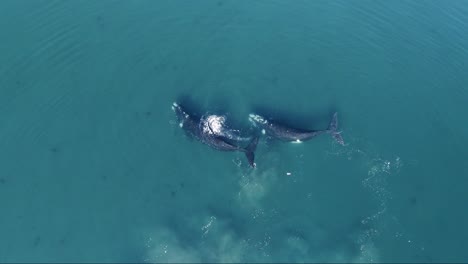 ballenas francas australes avistadas jugando en las aguas azul turquesa del mar patagónico en un día soleado