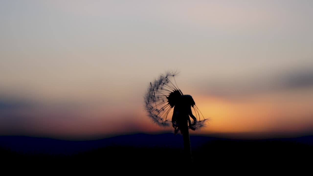 A person blows in a dandelions blowball which is in front of a beautiful sunset