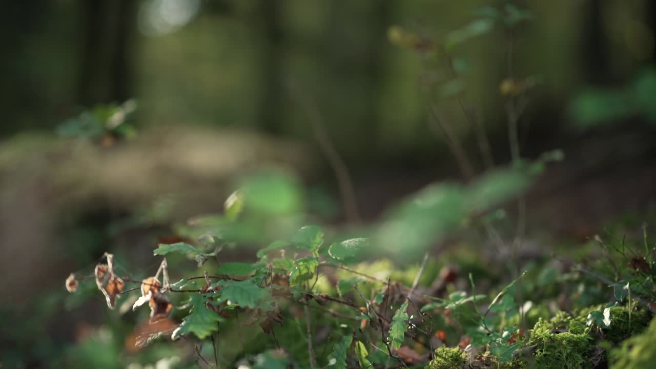 Forest Floor Closeup: Lush Green Undergrowth and Sunlight Dappled Trees