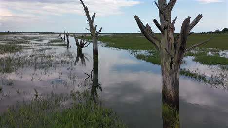 vuelo aéreo bajo a través de troncos de árboles muertos y desnudos en un estuario de pantano salado durante la marea alta