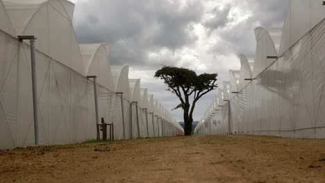 árbol-Africano-En-La-Tierra-Entre-Invernaderos-En-Una-Granja-De-Flores-De-Kenia