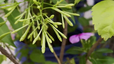 close-up of raat ki rani buds, elongated and pale, set against a vivid green canopy of foliage in the home garden