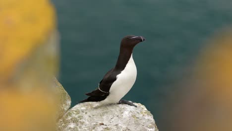 A-razorbill-sits-on-a-rock-on-the-edge-of-a-cliff-looking-out-to-sea-in-a-seabird-colony-with-turquoise-water-and-flying-seabirds-in-the-background-on-Handa-Island,-Scotland