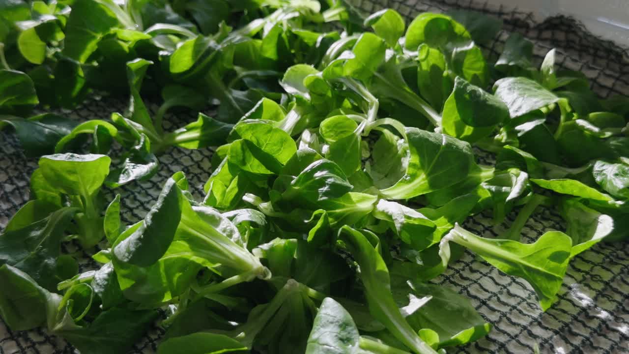 Fresh arugula rucola leaves drying indoors on a kitchen cloth under natural daylight. Close-up shot showing clean, green leaves in soft sunlight. Perfect for healthy food or cooking concepts