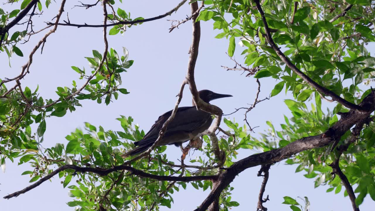 un booby de patas rojas se balancea en un árbol en little cayman island en las islas caimán