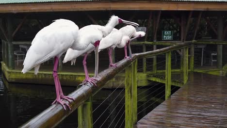 African-Spoonbills-perched-on-a-post-and-grooming